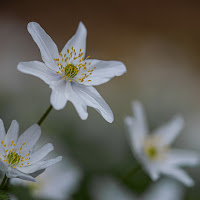 White flowers di 