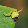 Flower Crab Spider ♀ and ♂