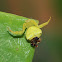 Flower Crab Spider ♀ and ♂