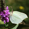 Common Brimstone(female)