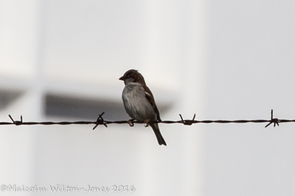 House Sparrow; Gorrión Común