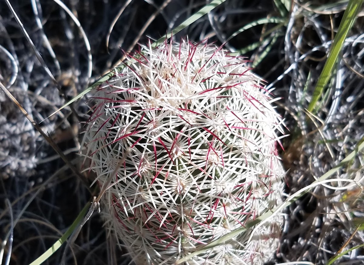 Bisbee Spinystar