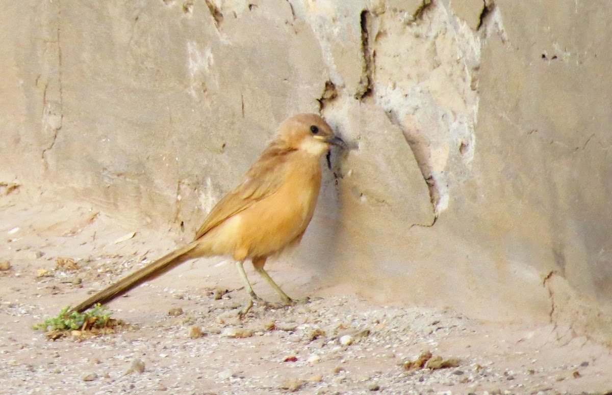 Fulvous babbler