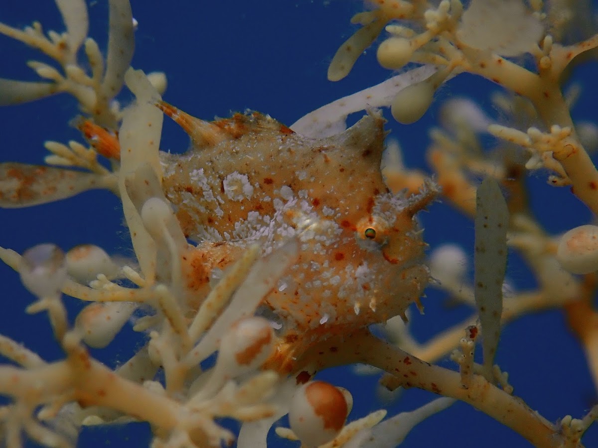 Sargassum Frogfish