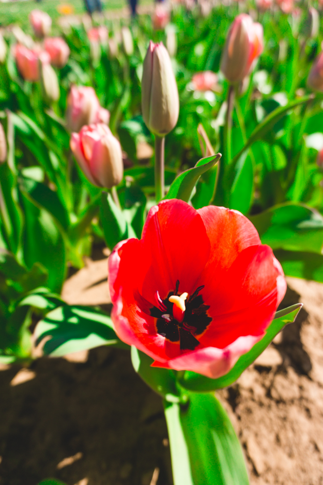 Red tulips