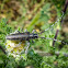 Thistle Longhorn Beetle