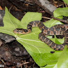 Plain-bellied Water Snake