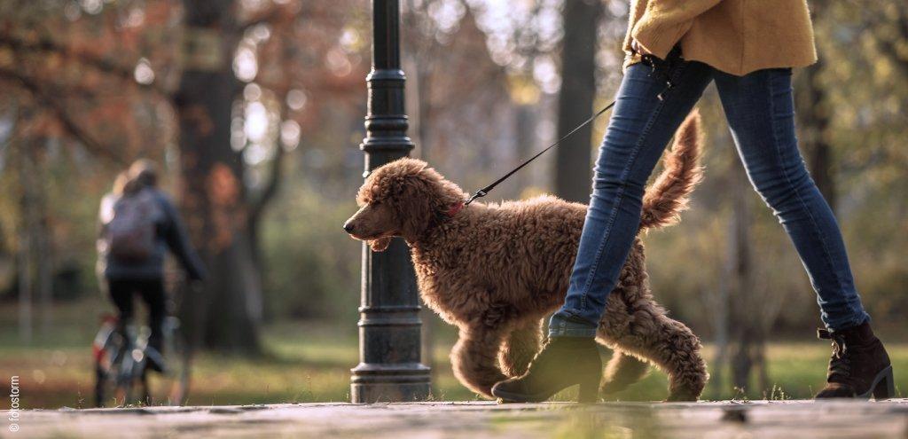 Foto: Una mujer y un caniche rojo con correa caminan por un parque.