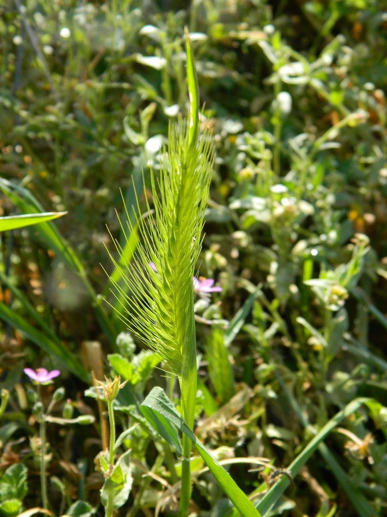 Hare barley