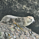 North American river otter