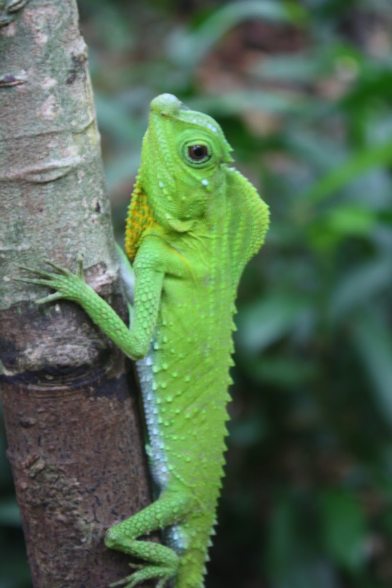 Hump Snout Lizard