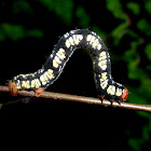 Moth caterpillar