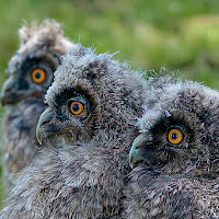 cuccioli di gufo reale di valerio_santambrogio