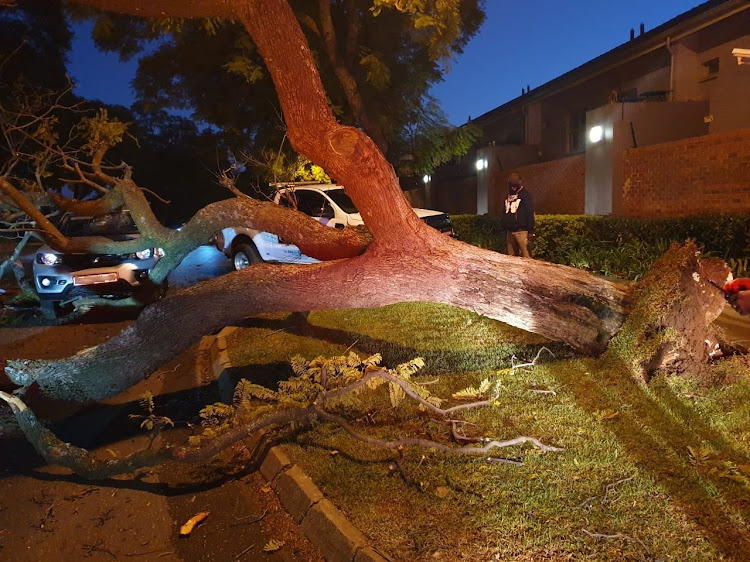 The driver of the vehicle hit by the tree sustained minor injuries.