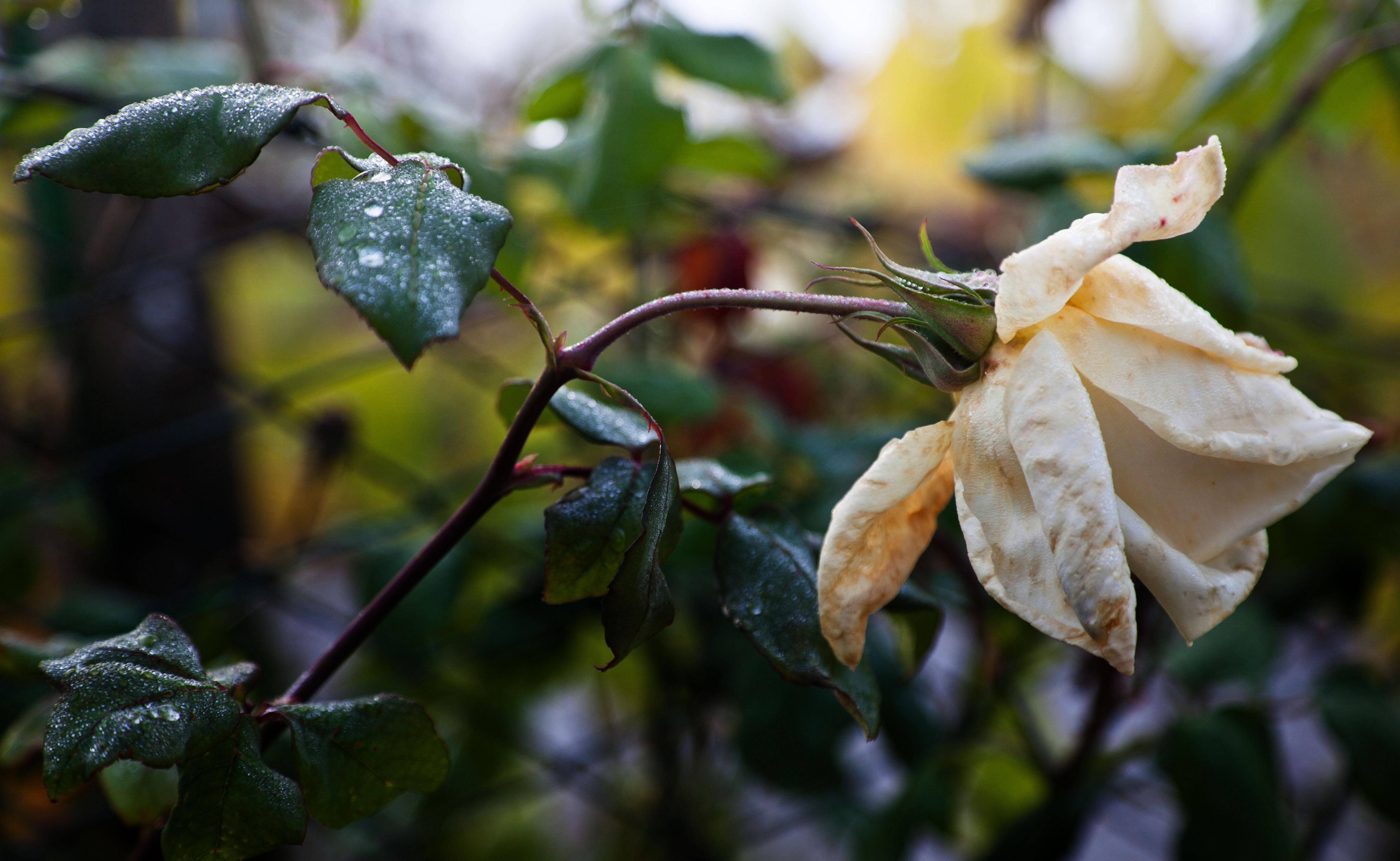 pioggia autunnale di codadilupo