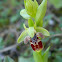 Attic bee orchid
