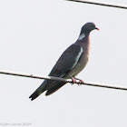 Woodpigeon