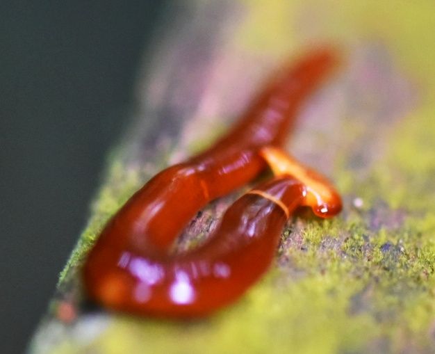 Hammerhead worm