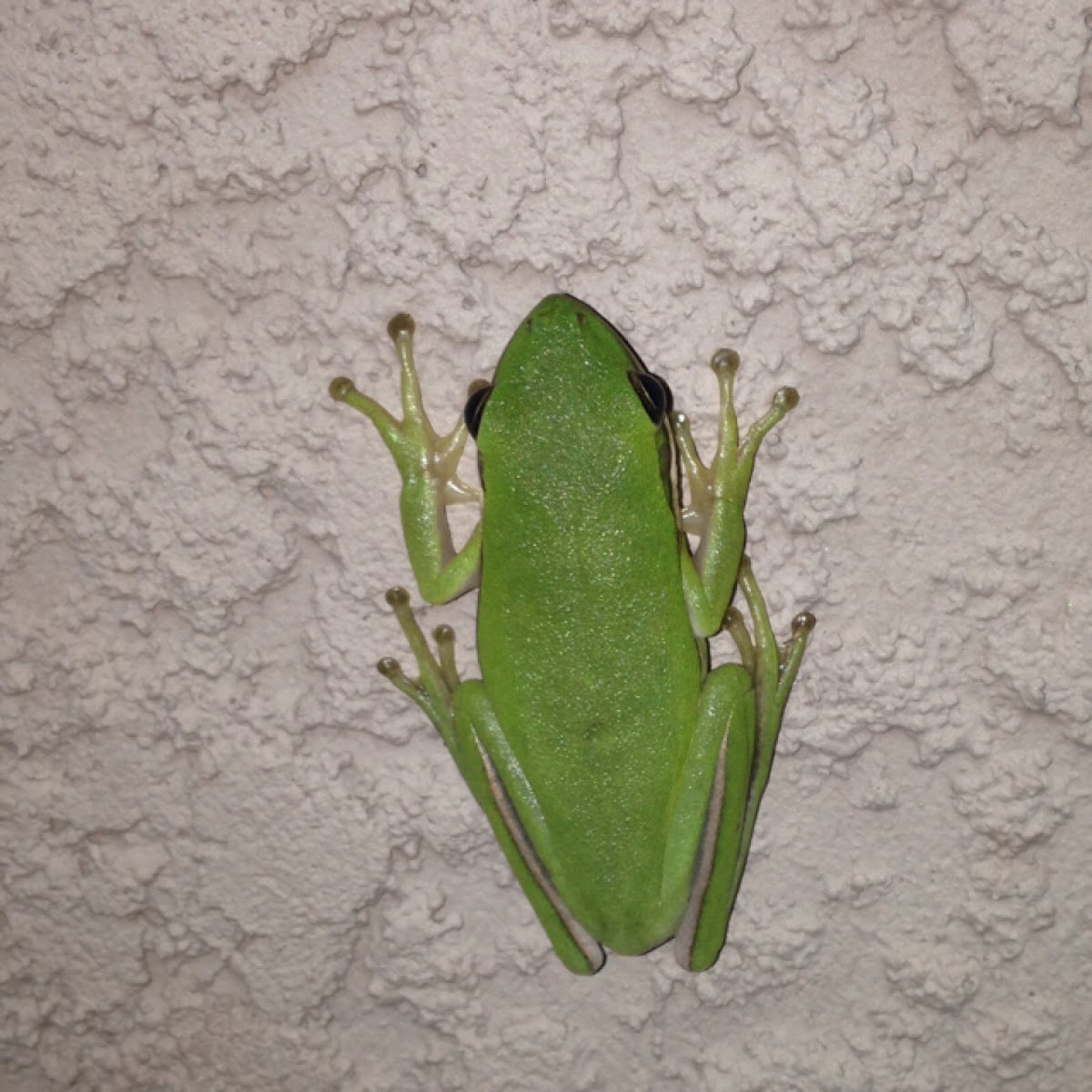 Green Tree Frog