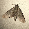 Plebeian Sphinx Moth