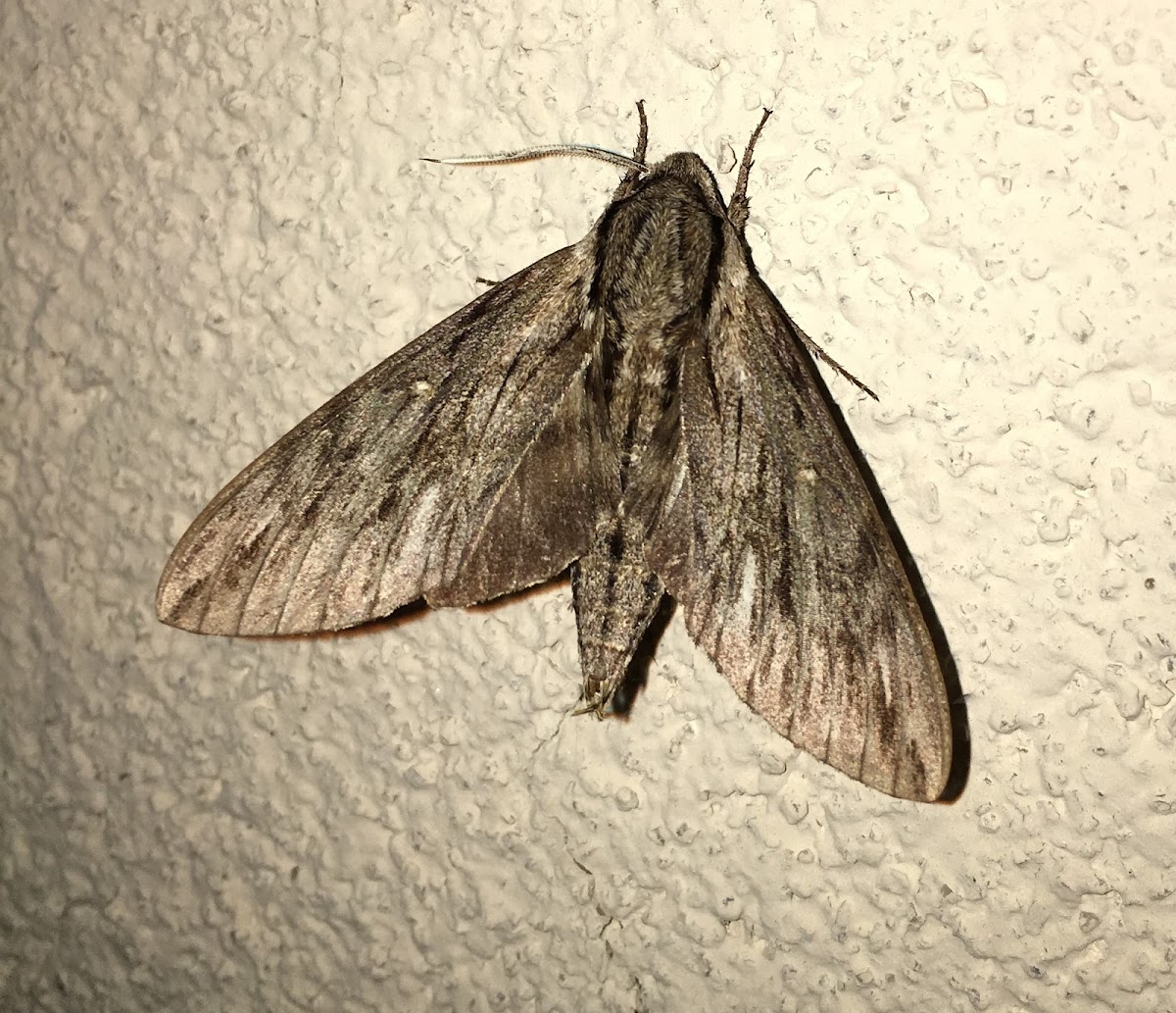Plebeian Sphinx Moth