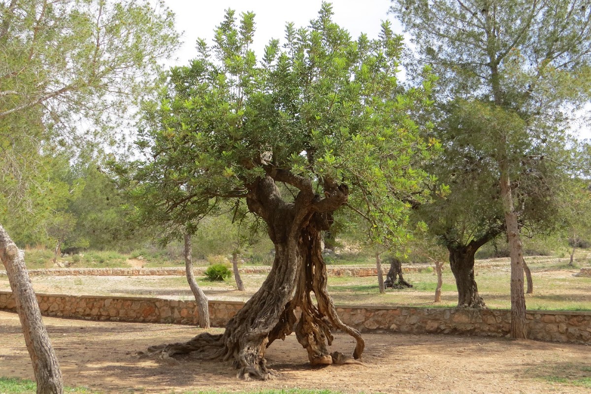 garrofera