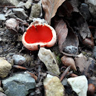 Scarlet elf cup