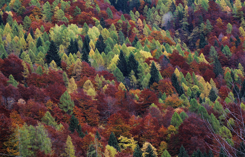 Tavolozza autunnale di Illy222