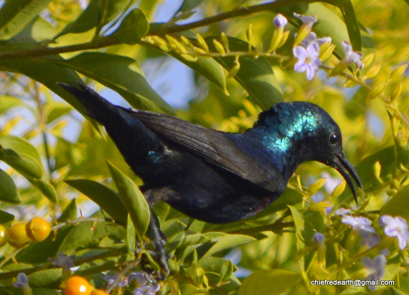 Purple sunbird