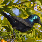 Purple sunbird