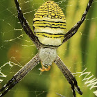 Oval St. Andrew's Cross Spider