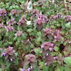 Purple Deadnettle