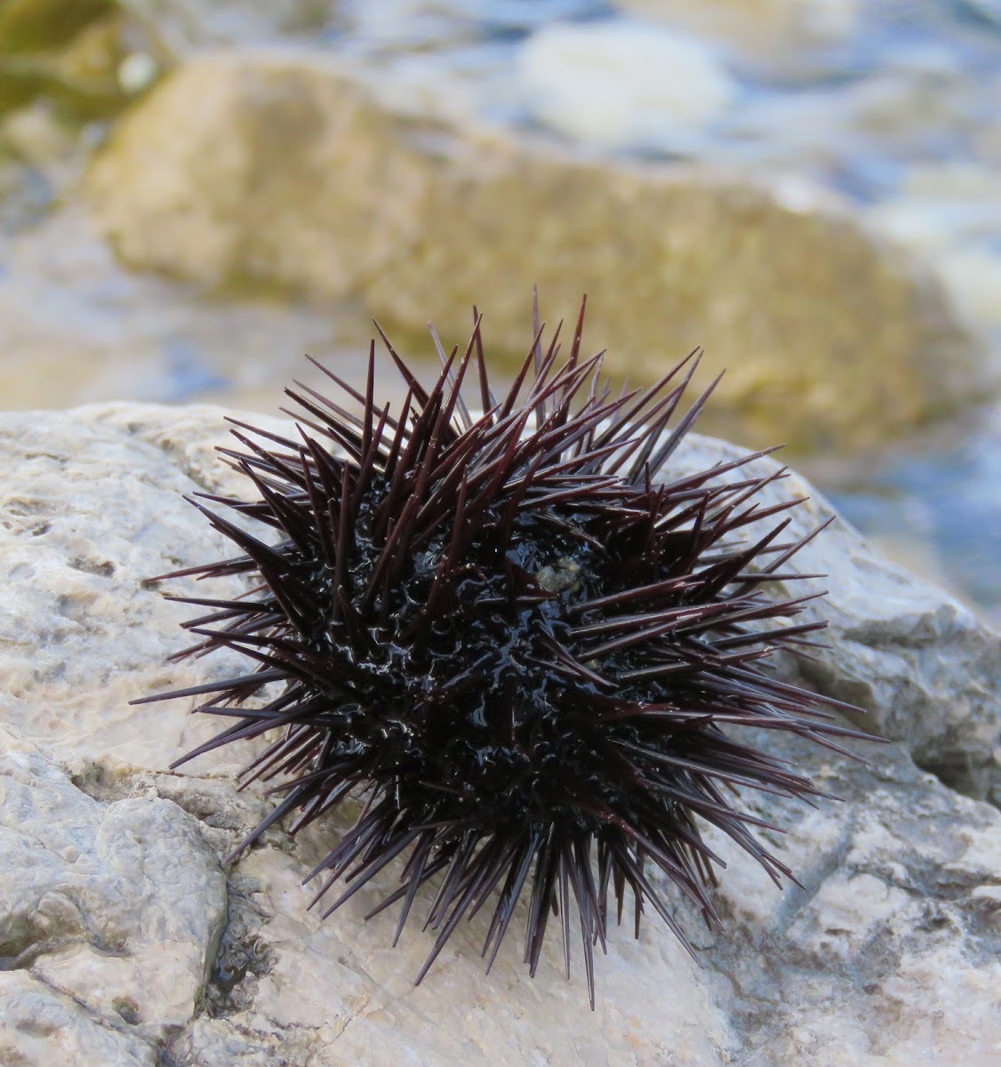 Rock urchin