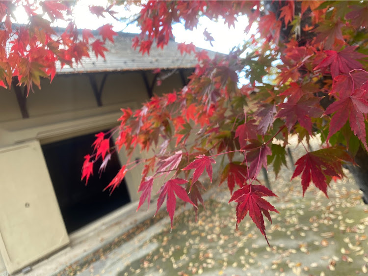アコードツアラーの紅葉・秋サム2020・福島市・飯坂温泉・ドライブに関するカスタム事例の投稿画像5枚目