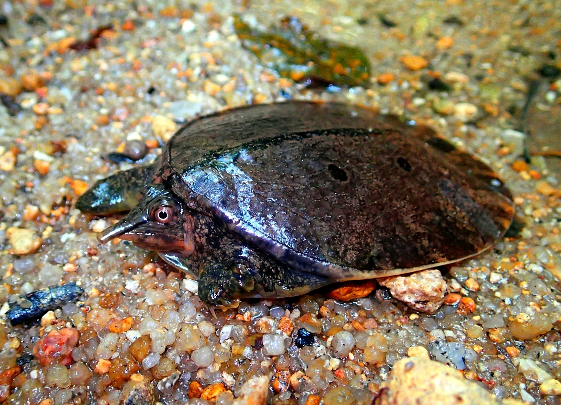 Malayan Soft-shell Turtle