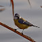 Eurasian Blue Tit