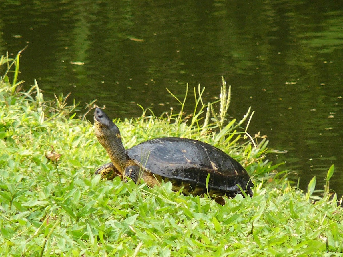 White-lipped mud turtle