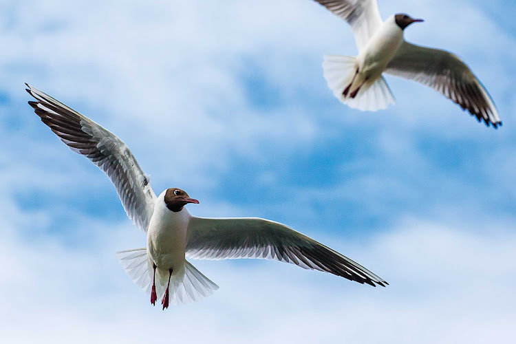 Two black headed gulls fly freely in the sky during a Lindblad Expeditions tour of Iceland.