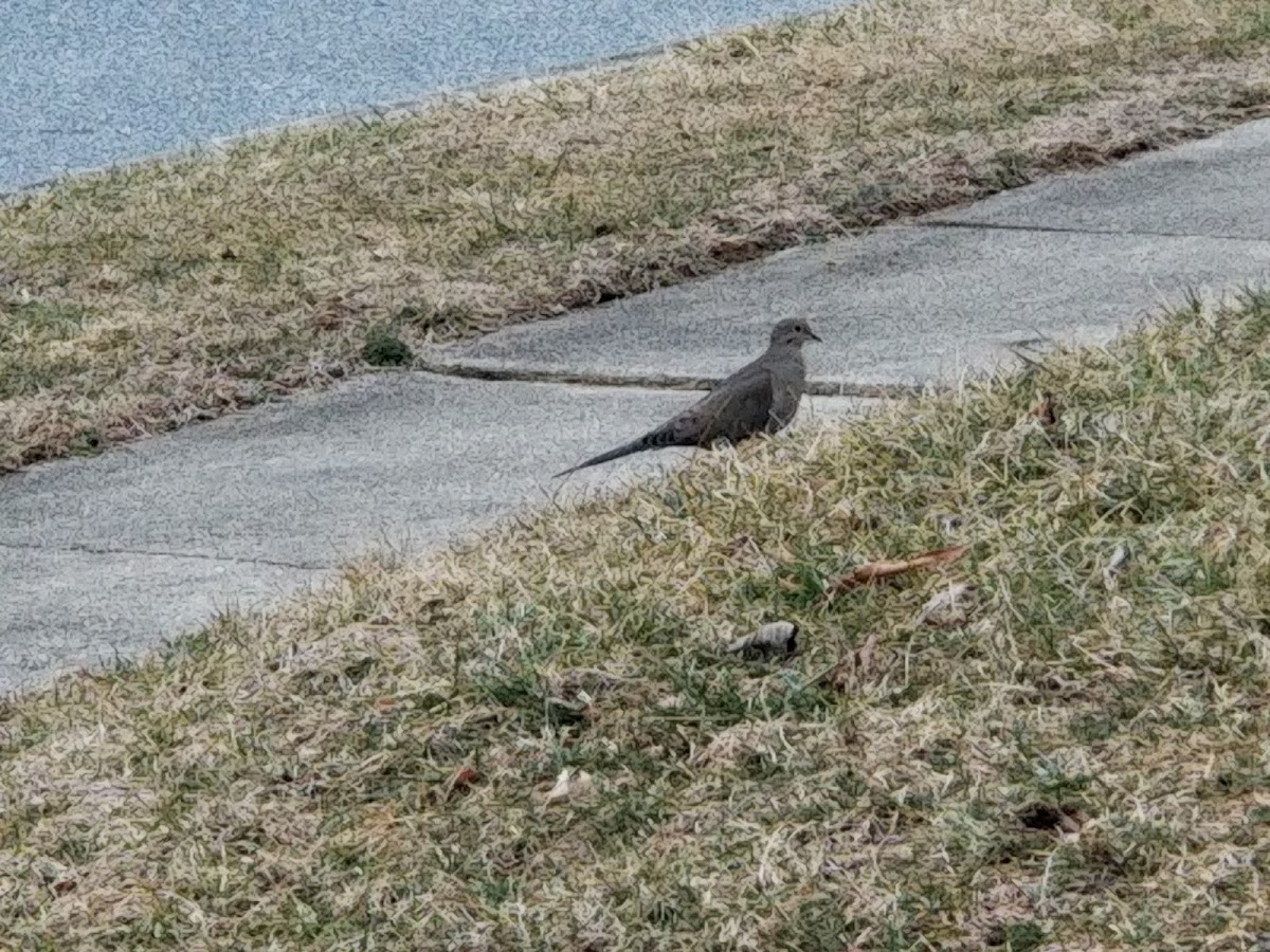 Mourning dove