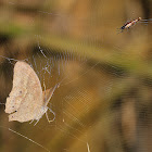 Tailed Spider with Prey