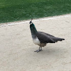 Indian Blue Peafowl