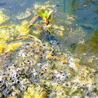 Wood Frog (larva/tadpoles)