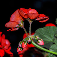 rosso geranio di 