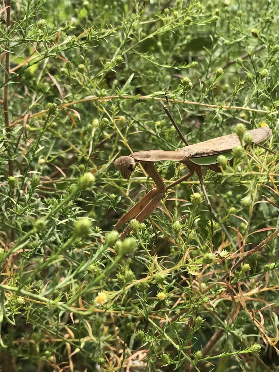 Chinese Mantis