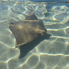 Sting Ray