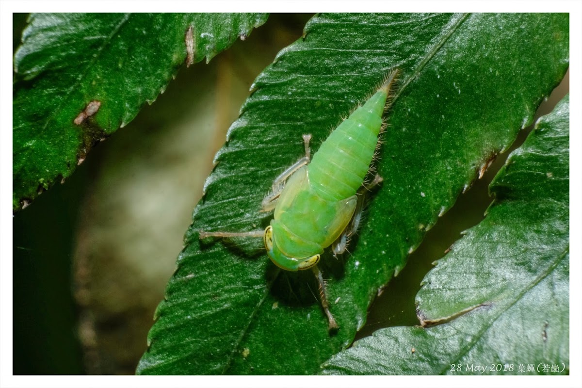 Cicadellidae 葉蟬(若蟲)