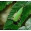 Cicadellidae 葉蟬(若蟲)