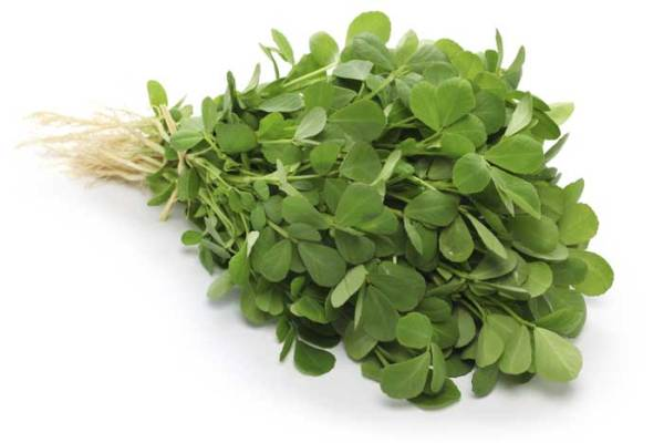 Fenugreek Microgreens