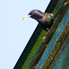 European Starling