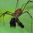 Harvestman (Carrying Dead Caterpillar)